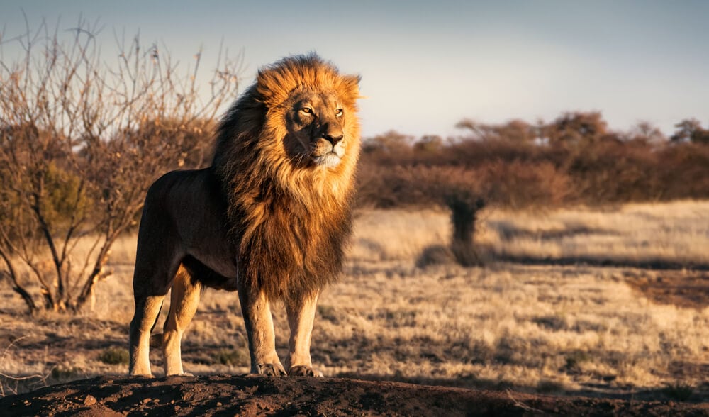 The Fastest Animals on the Planet Today