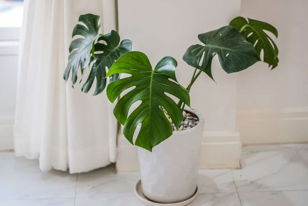 Exploring If Indoor Plants Really Improve Air Quality