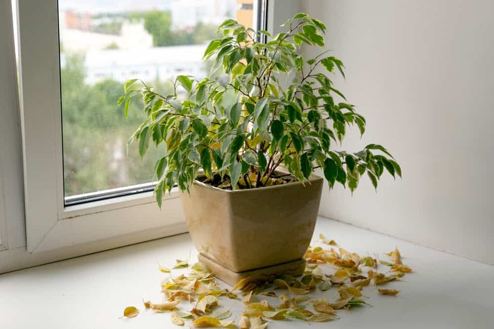 Exploring If Indoor Plants Really Improve Air Quality