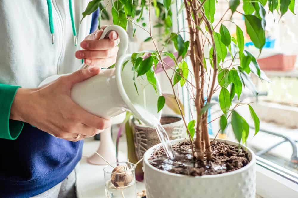 Exploring If Indoor Plants Really Improve Air Quality