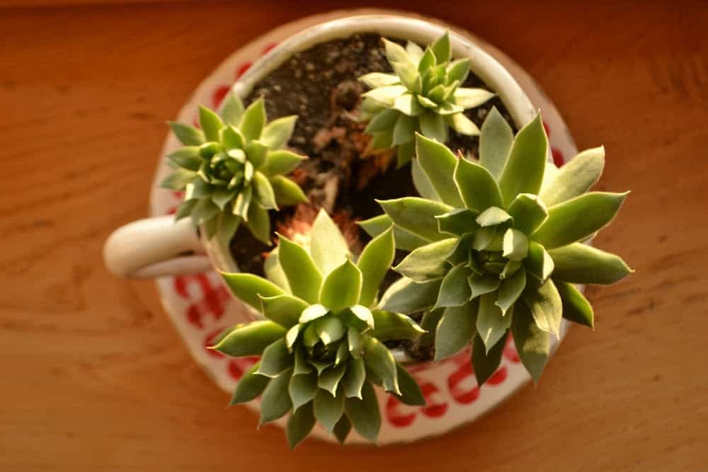 Exploring If Indoor Plants Really Improve Air Quality