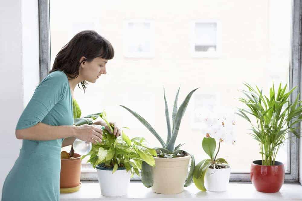 Exploring If Indoor Plants Really Improve Air Quality