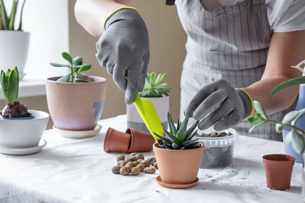 Exploring If Indoor Plants Really Improve Air Quality