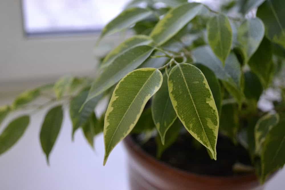 Exploring If Indoor Plants Really Improve Air Quality