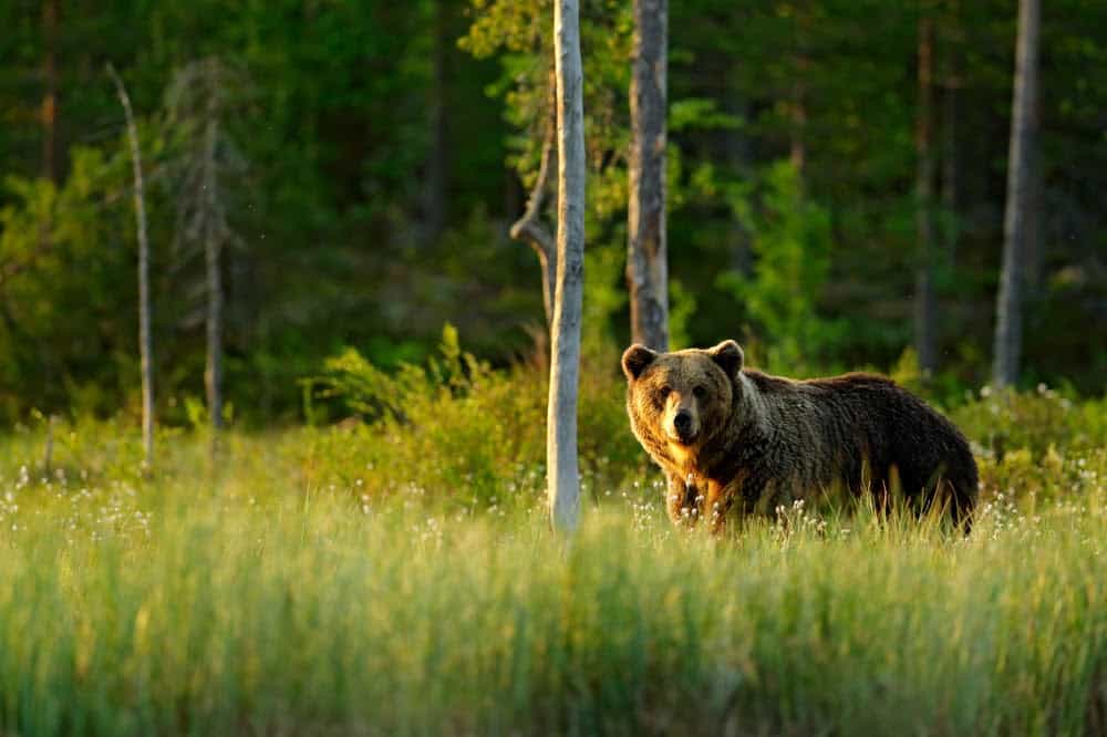 Wildlife in Alaska Puts the Continental US to Shame