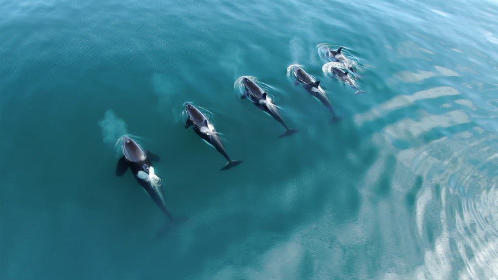 Wildlife in Alaska Puts the Continental US to Shame