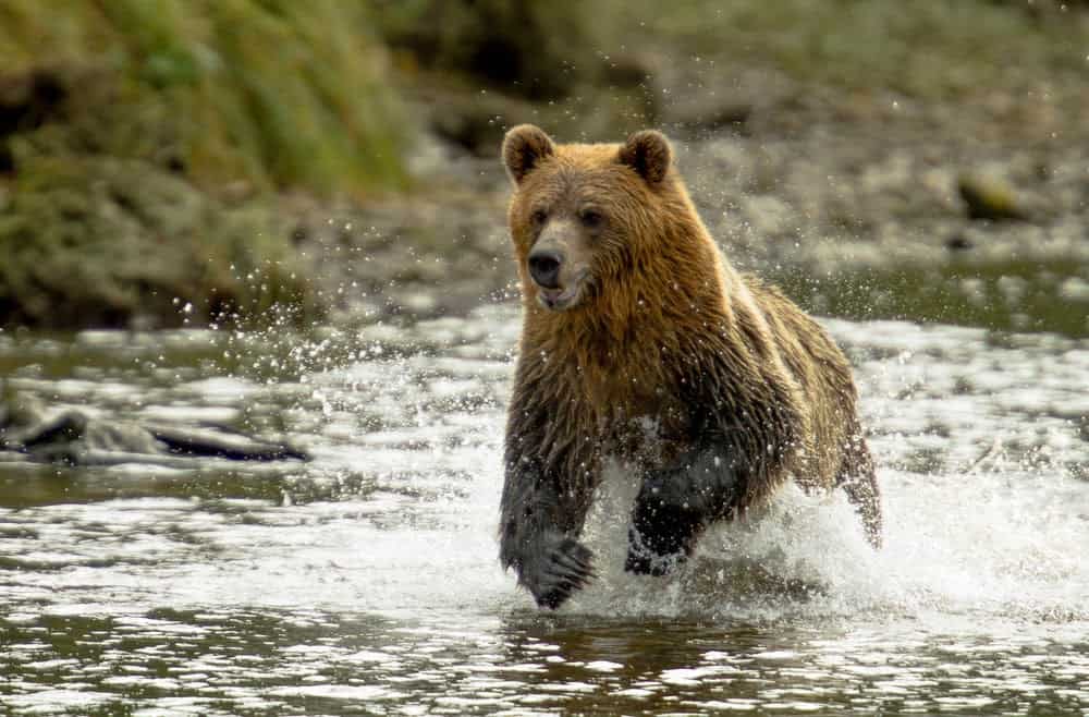 Wildlife in Alaska Puts the Continental US to Shame