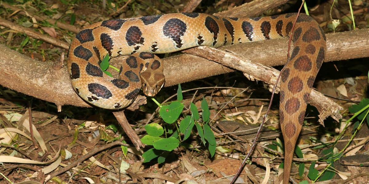 Avoid these Venomous Animals at All Costs