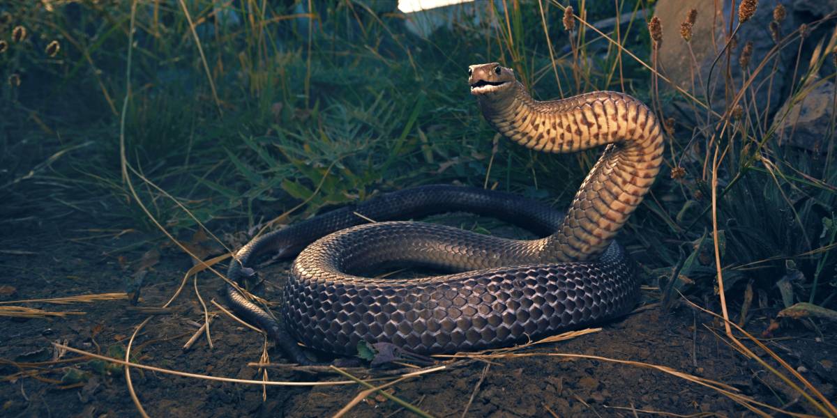 Avoid these Venomous Animals at All Costs