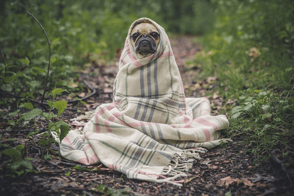 The Dog Descendants Who Survived Chernobyl Can be Adopted