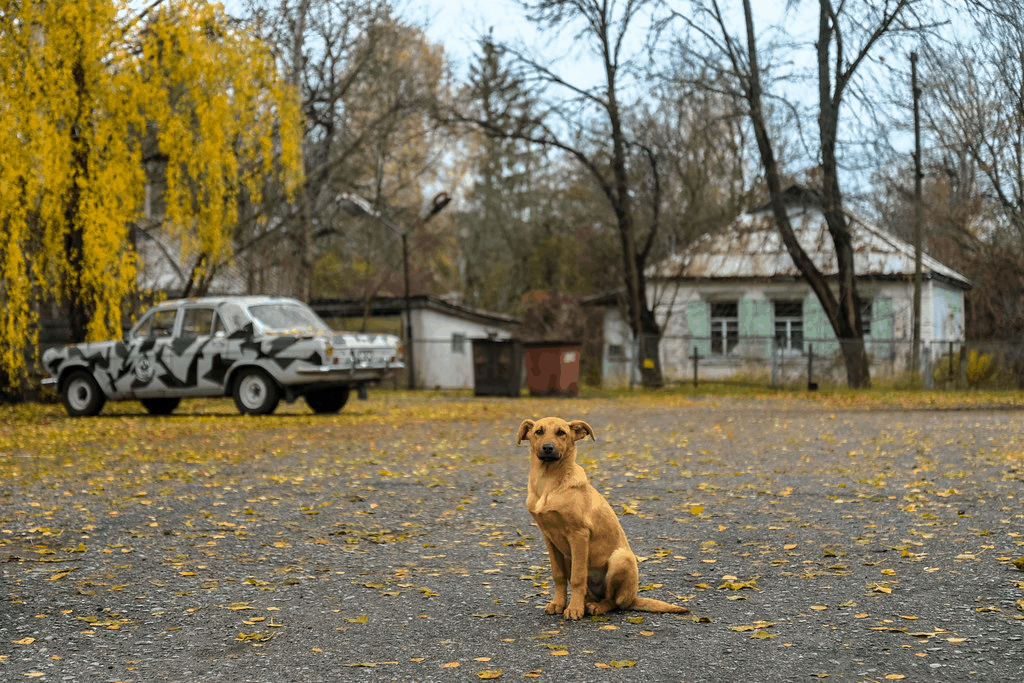 The Dog Descendants Who Survived Chernobyl Can be Adopted