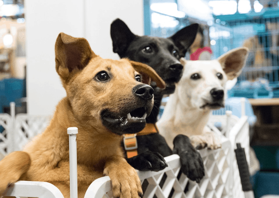 The Dog Descendants Who Survived Chernobyl Can be Adopted