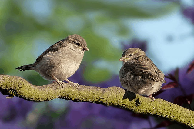 Over 3 Billion Birds Have Disappeared Since The 1970s