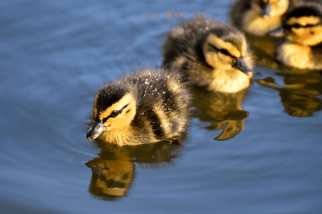 Over 3 Billion Birds Have Disappeared Since The 1970s