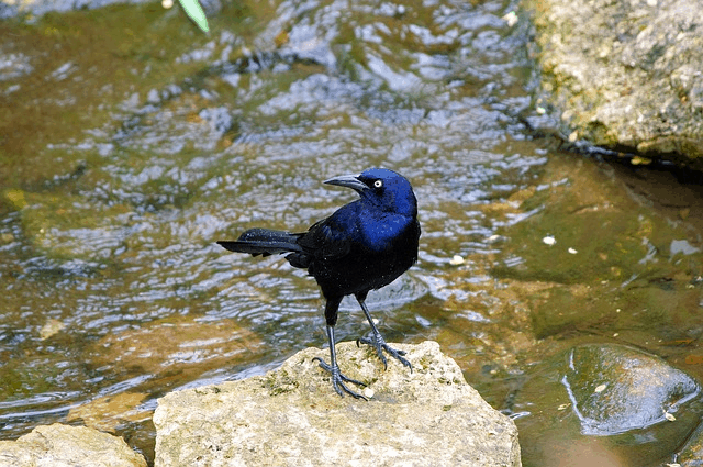 Over 3 Billion Birds Have Disappeared Since The 1970s