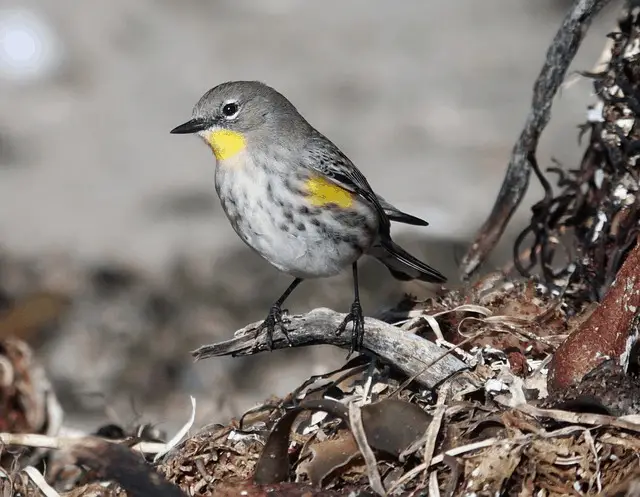 Over 3 Billion Birds Have Disappeared Since The 1970s