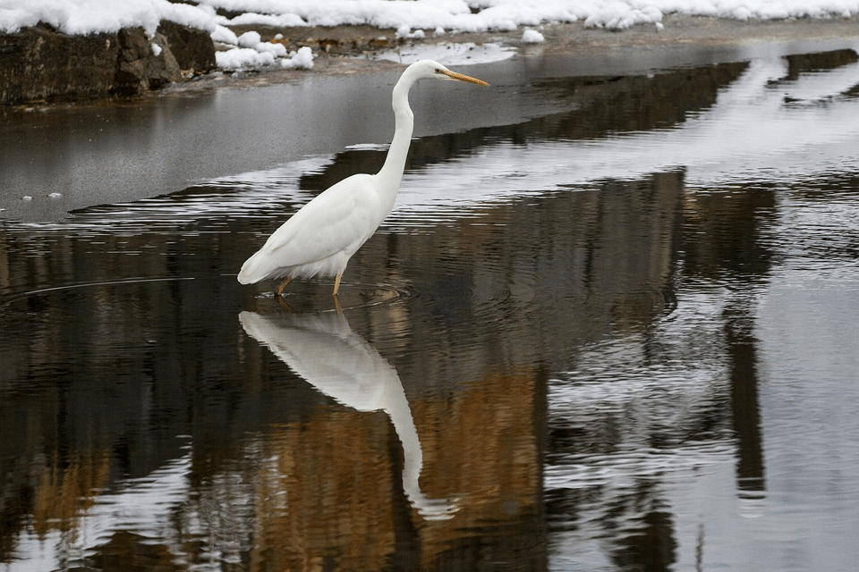 31 Animal Species that Take Survival to the Next Level