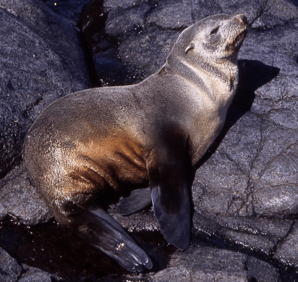 35 Amazing Animals that Live in the Coldest Waters Around the World