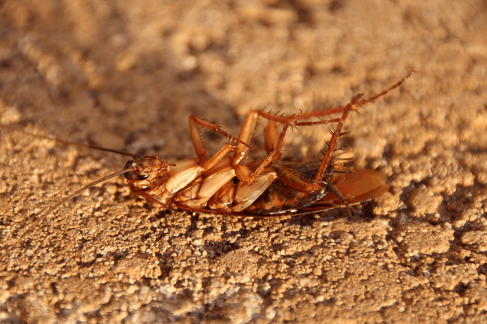 Cockroaches Are Now Immune to Insecticides, Making Them A Superbug