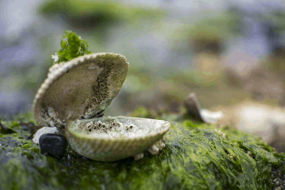 Harsh Underwater Environments and the Odd Creatures that Live There