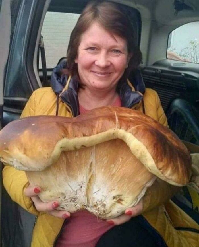 These People Found Mushrooms So Incredible, They Had to Take It to the Internet