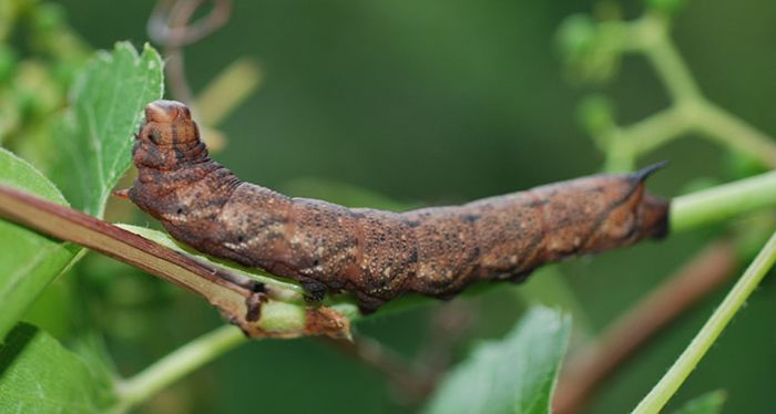 These Animals Have The Strangest Defense Mechanisms In Nature