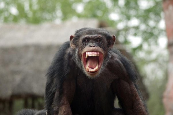 Brutal Facts About Chimpanzees