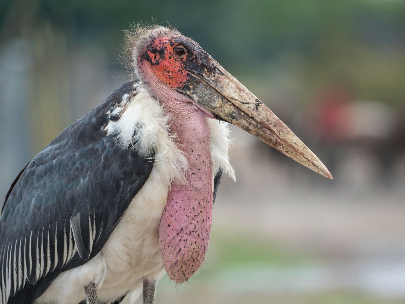 The Most Extreme Birds On The Planet