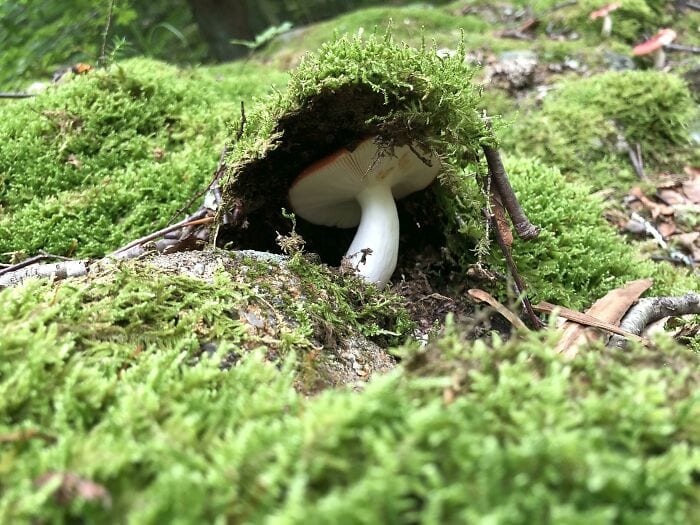 These People Found Mushrooms So Incredible, They Had to Take It to the Internet