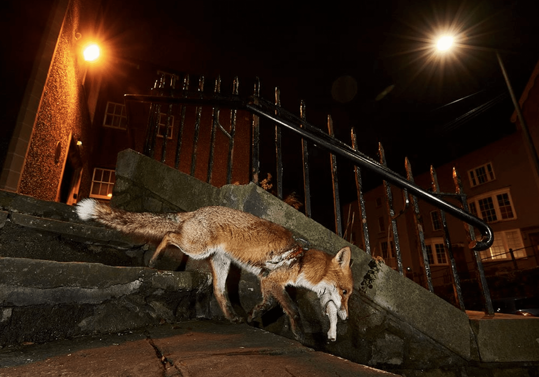 Rare Wildlife Photographs of Threatened Species