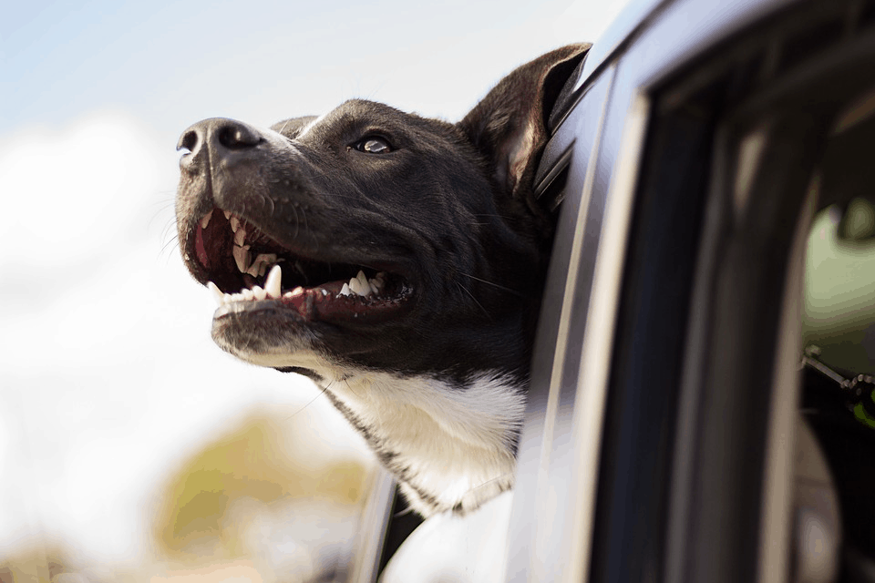 The Dog Descendants Who Survived Chernobyl Can be Adopted