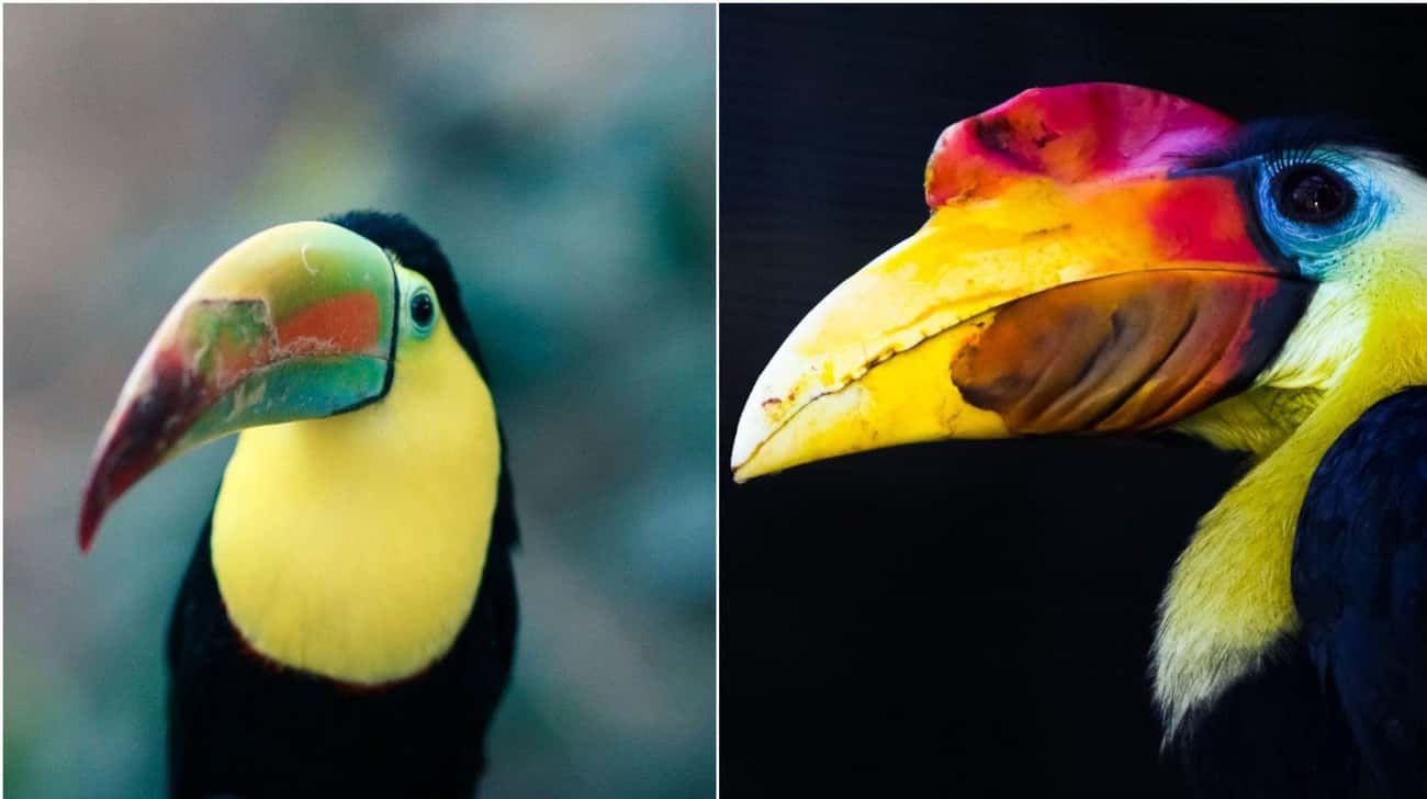 These Animal Species Don’t Live Near Each Other But Are Eerily Similar