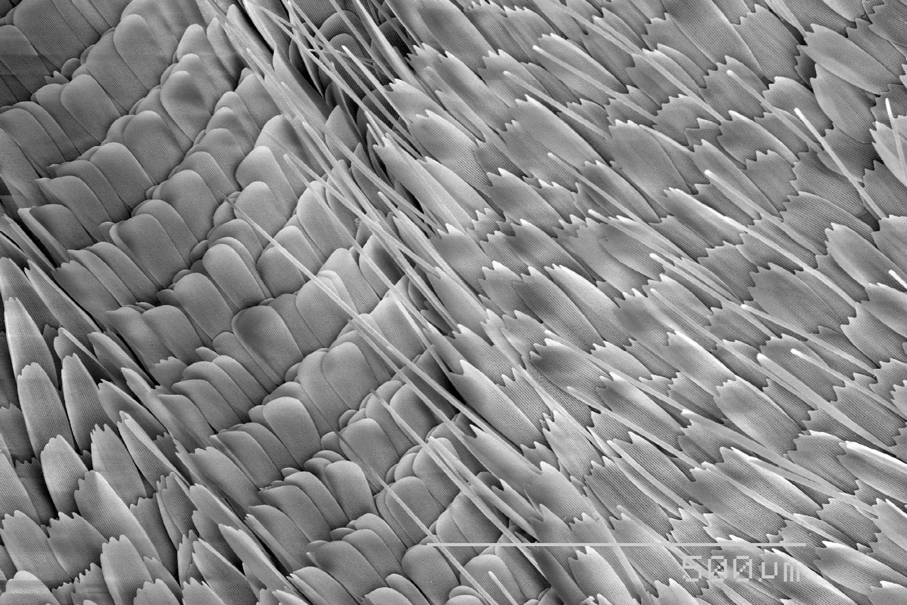 These Everyday Items Turn Into Something Incredible Under a Microscope