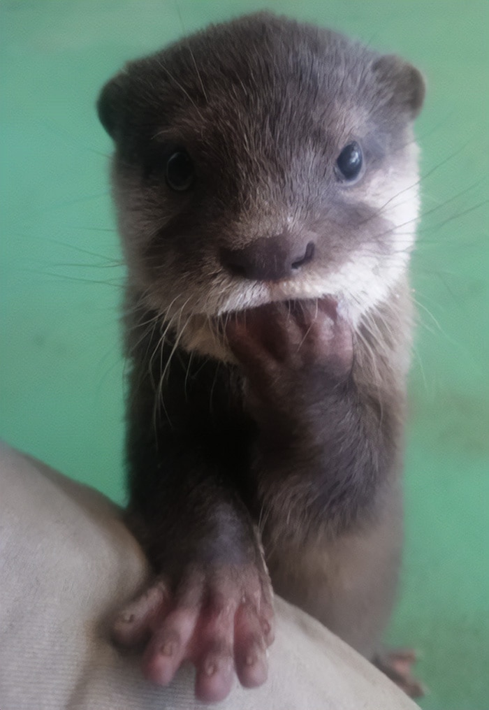 Heartwarming Otter Facts That Will Make Your Day A Little Brighter