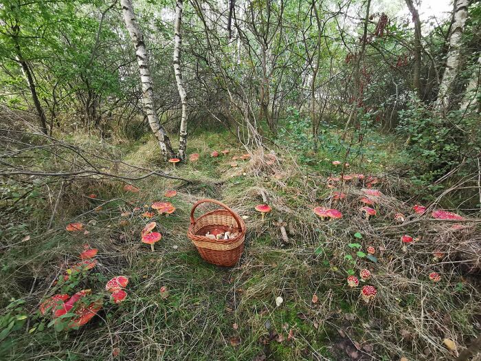 These People Found Mushrooms So Incredible, They Had to Take It to the Internet