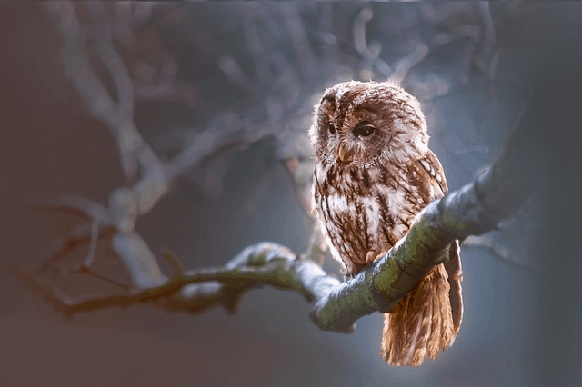 Over 3 Billion Birds Have Disappeared Since The 1970s