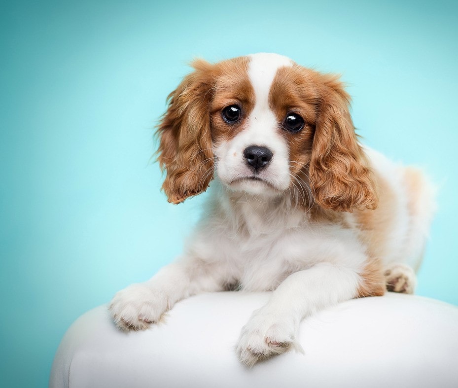 Heartwarming Photographs Show Man’s Best Friend Up Close and Personal