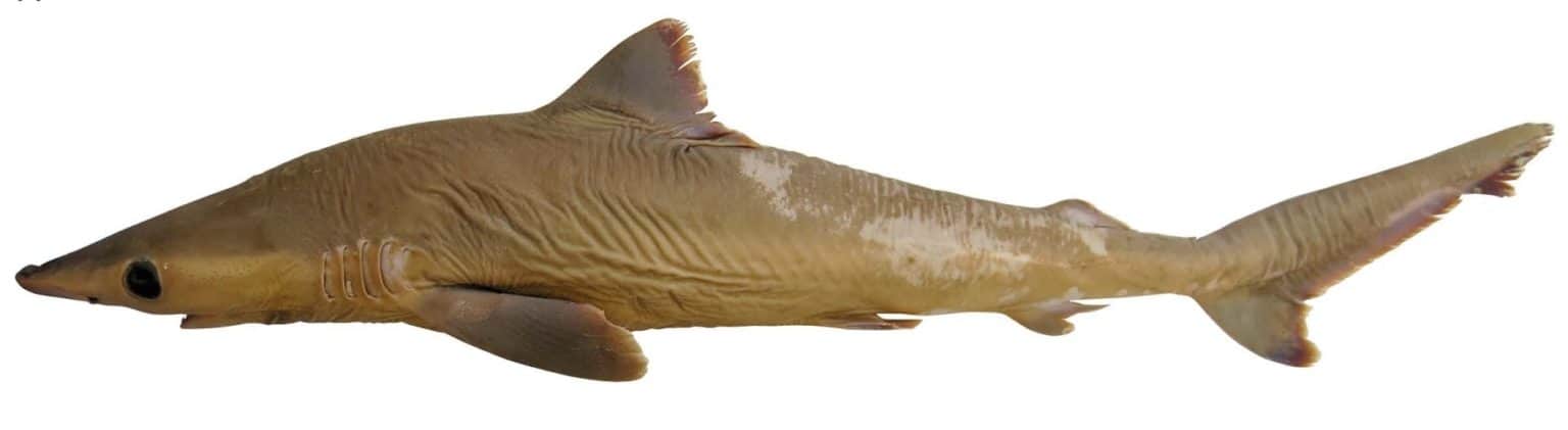 A List of Ancient Sharks from Small to Scary