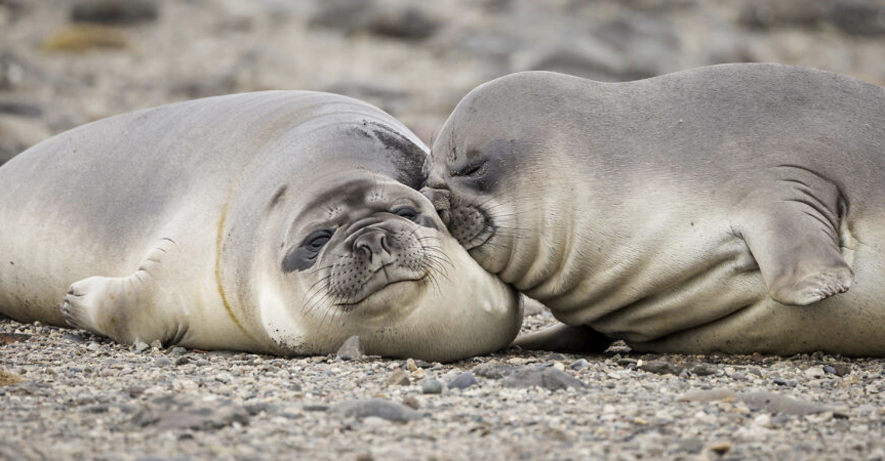 Here Are the Finalists for the Most Comedic Wildlife Photos of the Year