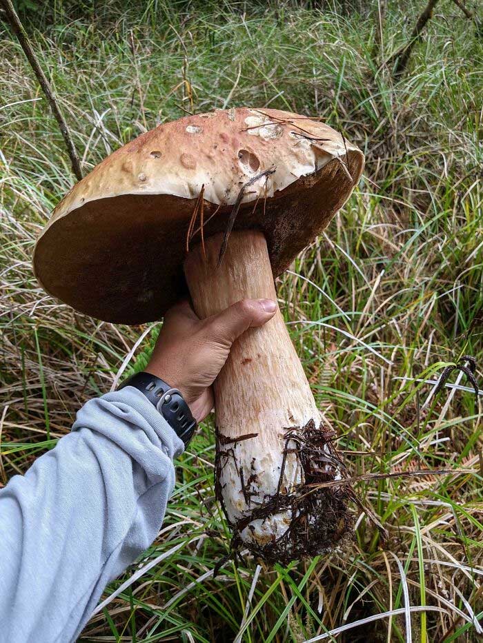 These People Found Mushrooms So Incredible, They Had to Take It to the Internet