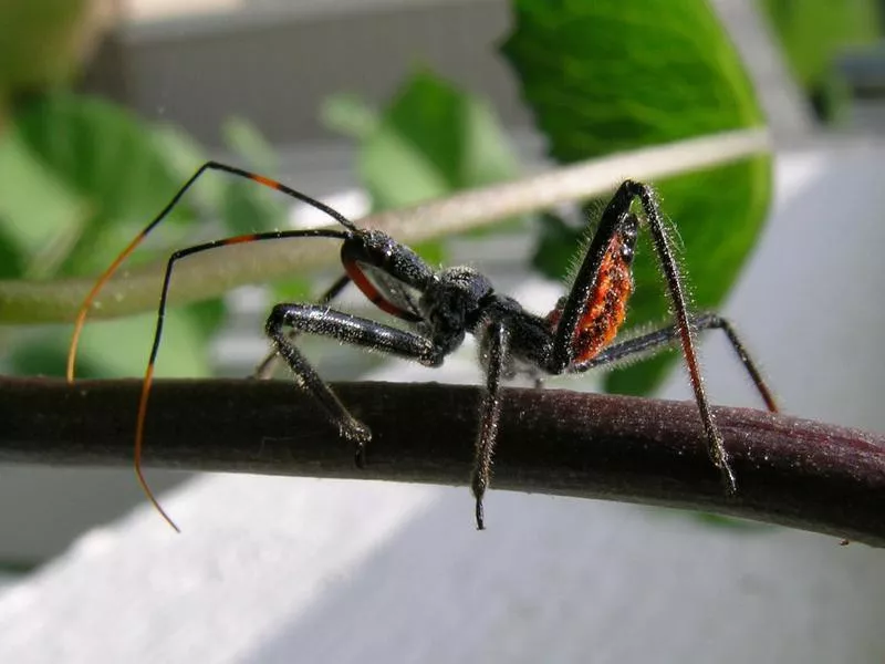 The Most Dangerous Animals In The World and Where They Like To Lurk