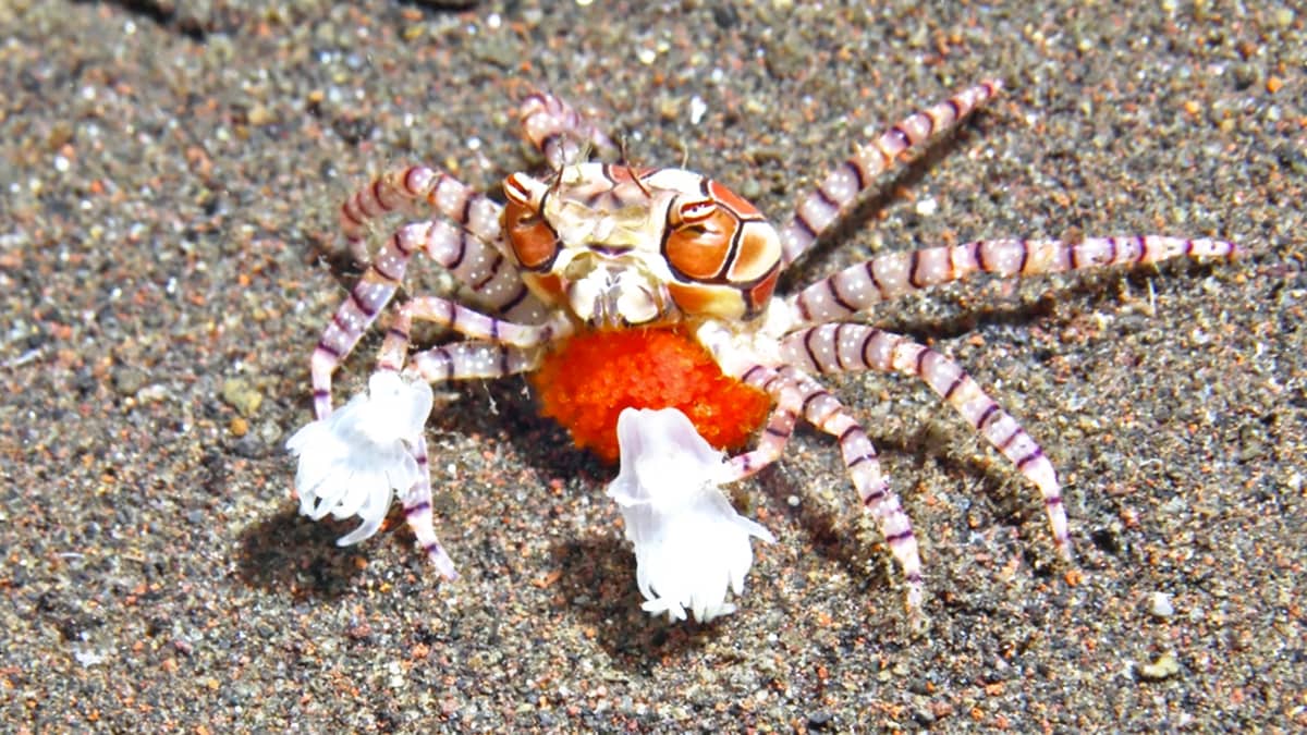 These Animals Have The Strangest Defense Mechanisms In Nature