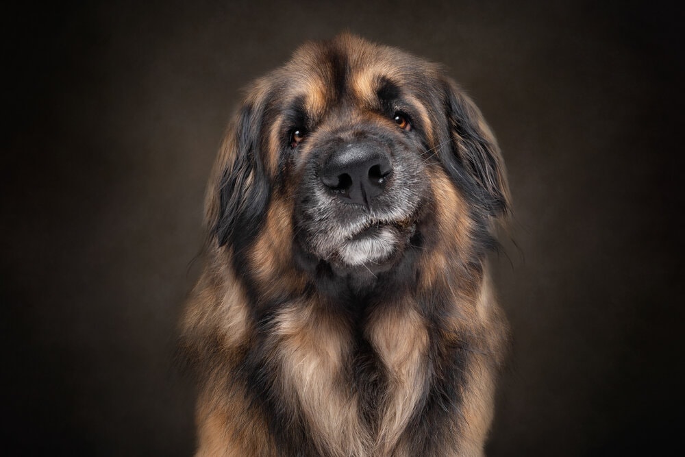 Heartwarming Photographs Show Man’s Best Friend Up Close and Personal