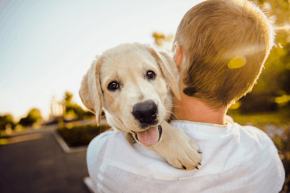 The Dog Descendants Who Survived Chernobyl Can be Adopted