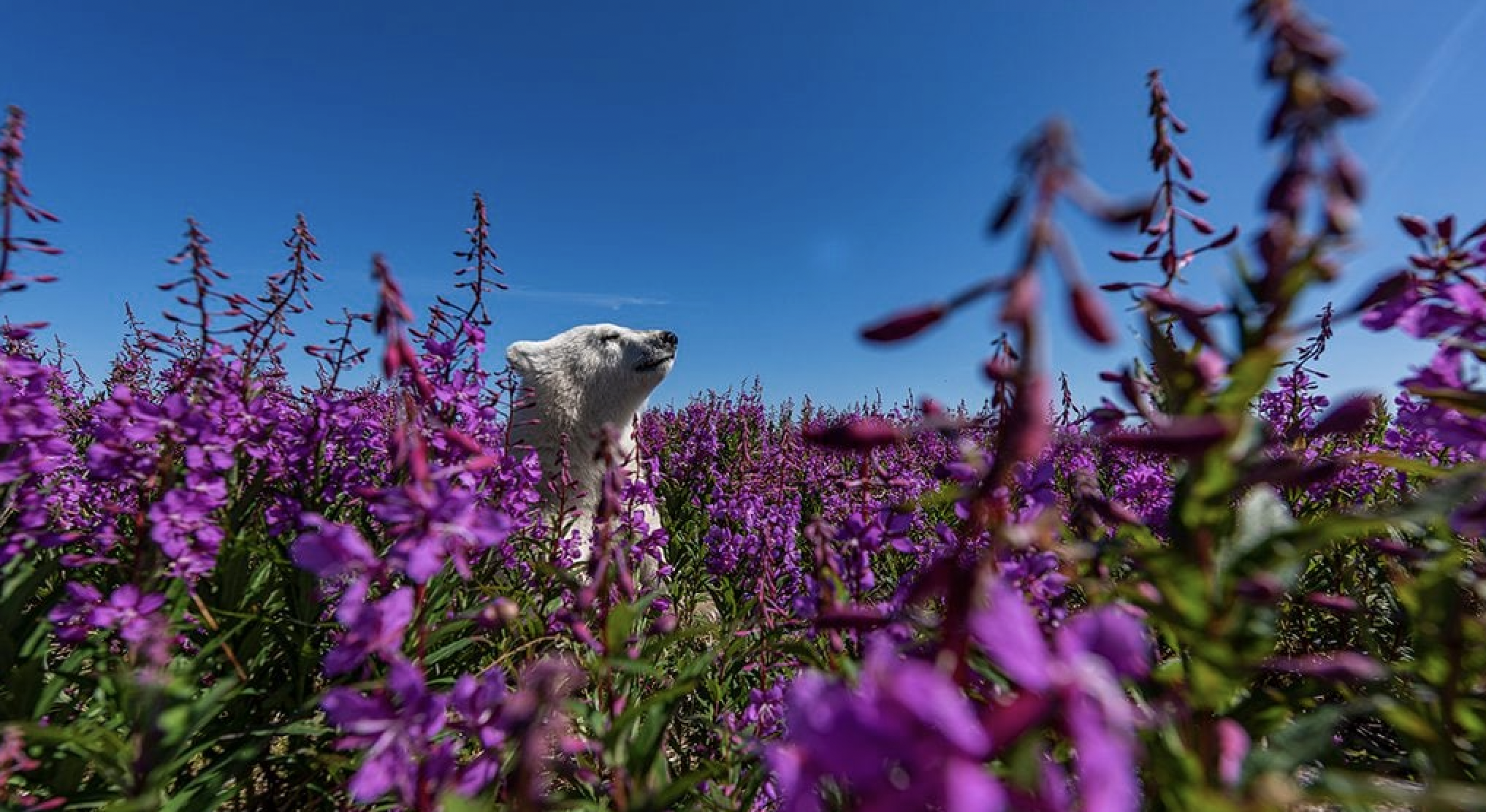 Rare Wildlife Photographs of Threatened Species