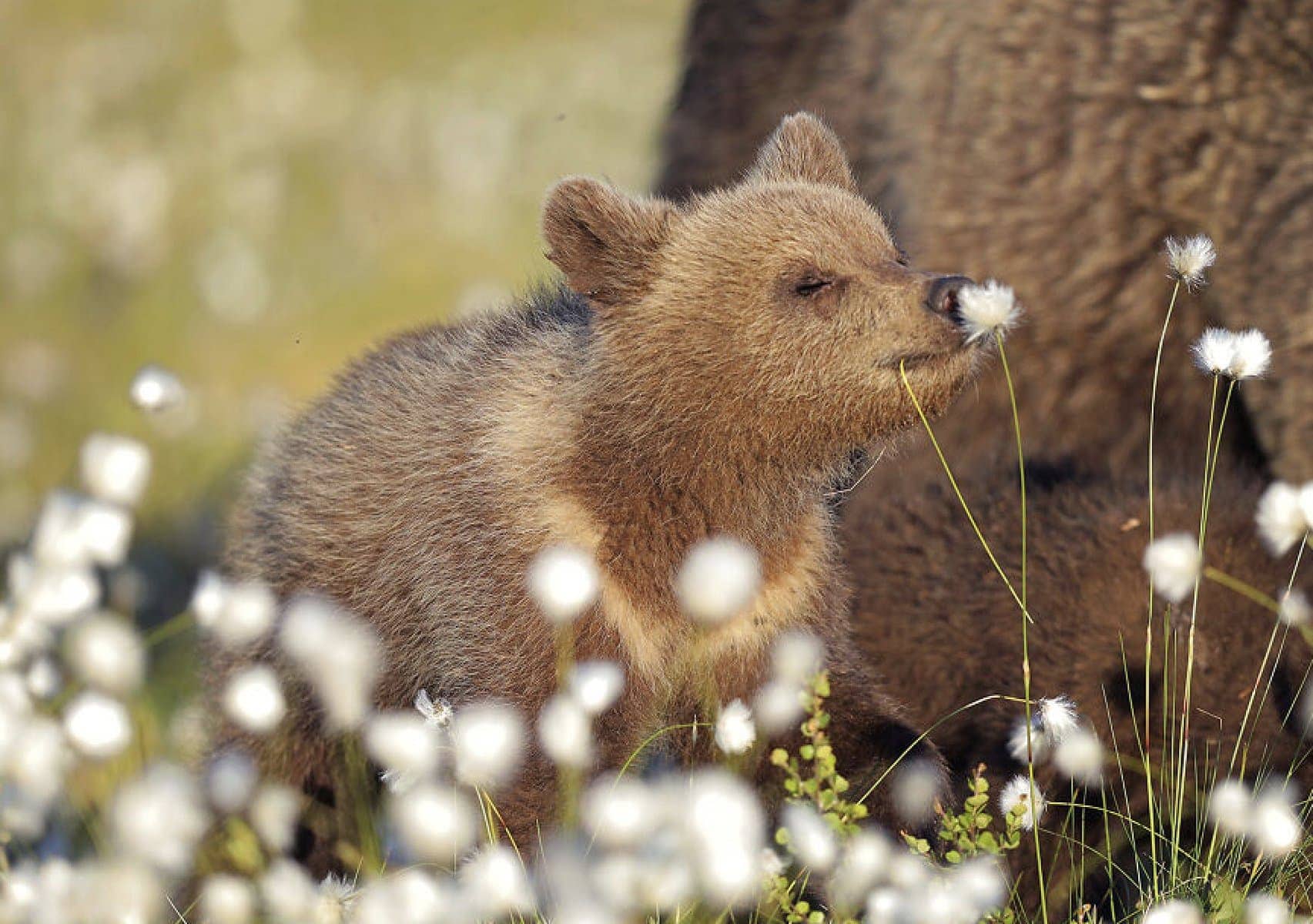 Here Are the Finalists for the Most Comedic Wildlife Photos of the Year