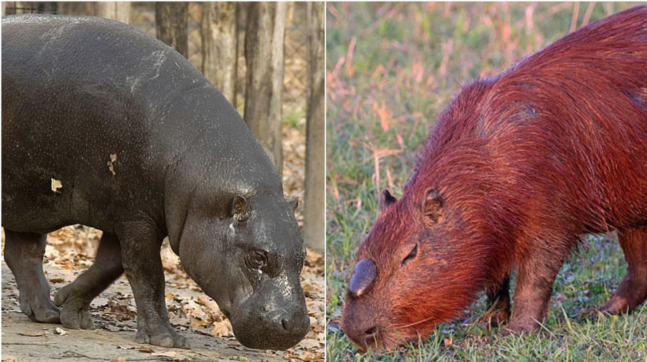 These Animal Species Don’t Live Near Each Other But Are Eerily Similar