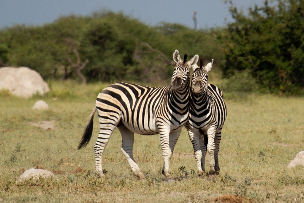 Extraordinary Animal Migration Journeys Across The World