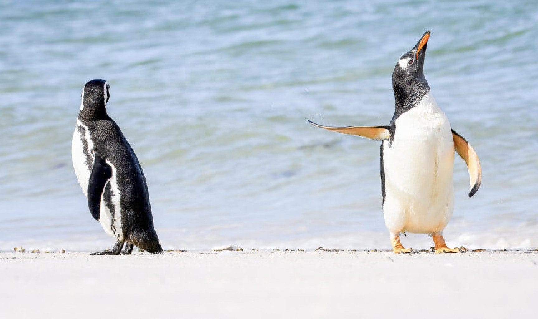 Here Are the Finalists for the Most Comedic Wildlife Photos of the Year