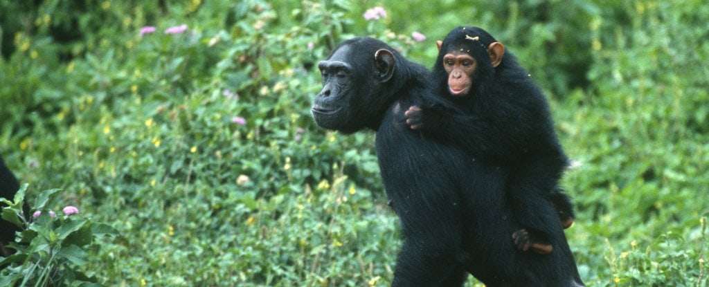 Brutal Facts About Chimpanzees